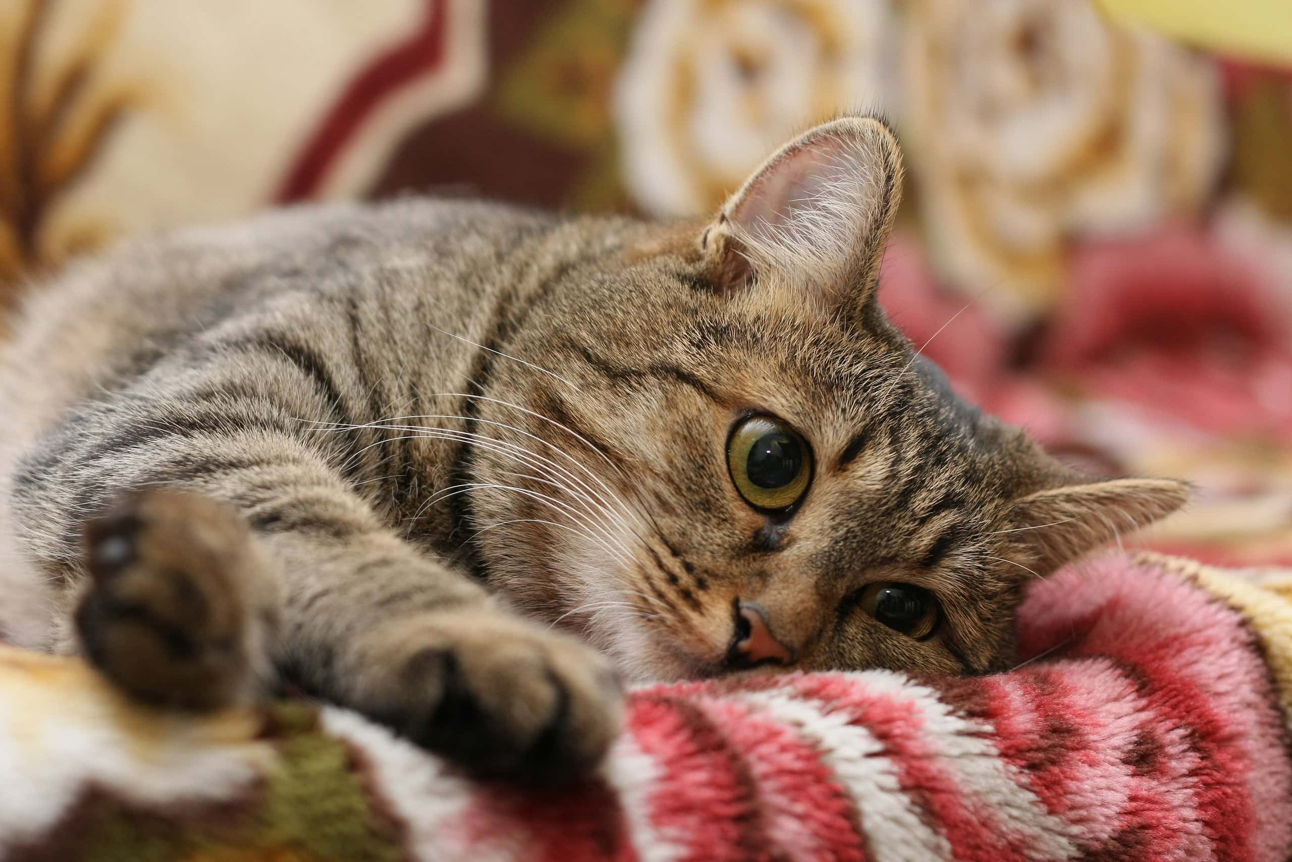 Kısırlaştırma Sonrasında Kedi Bakımı Nasıl Olur?