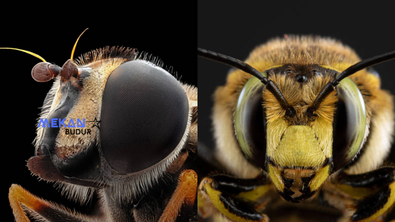 Arıların Kaç Gözü Var?