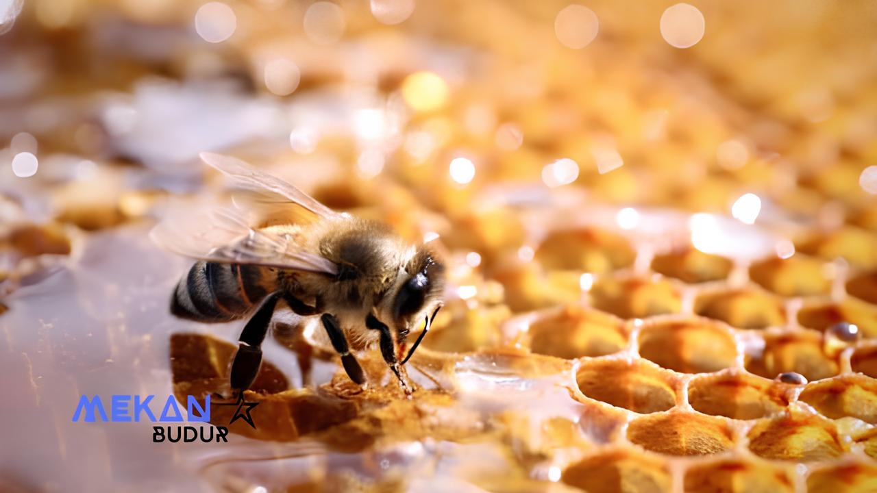 Arıların Yaşam İçin Önemi Nedir?