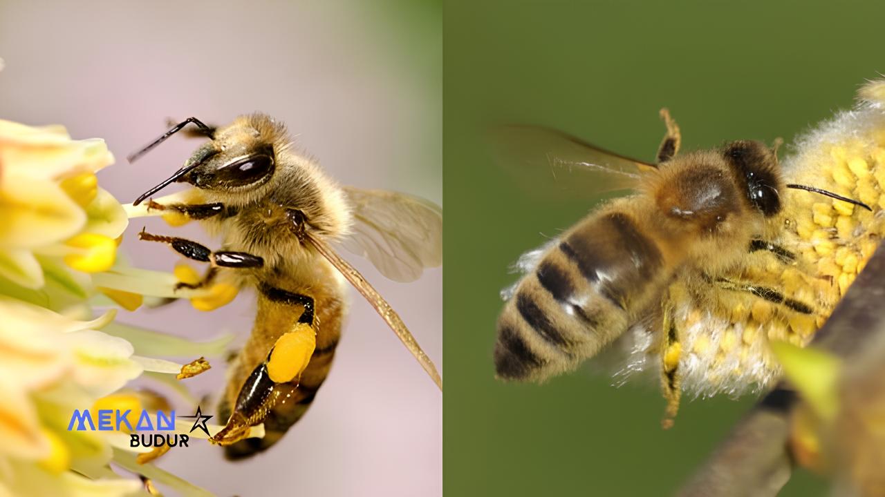 Arıların Antenleri Ne İşe Yarar?