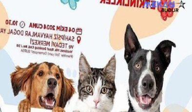 Osmangazi Belediyesi, 4 Ekim Dünya Hayvanları Koruma Günü’nde düzenleyeceği bir dizi etkinlik ile hayvan haklarına ve doğal yaşamın önemine dikkat çekecek